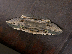 Anisoneura aluco