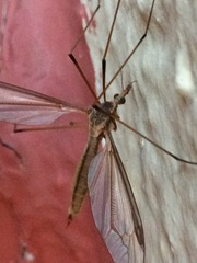 Tipulomorpha