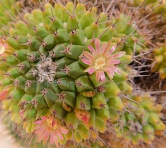 Mammillaria sartorii