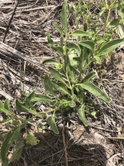 Physalis pumila hispida