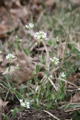 Noccaea perfoliata
