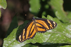 Eresia phillyra phillyra