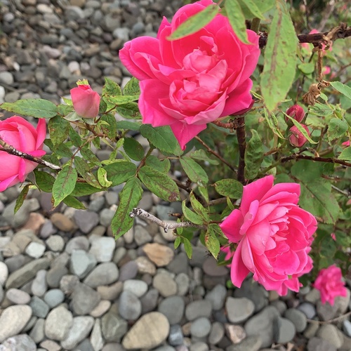 photo of Roses (Rosa)