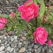 photo of Roses (Rosa)