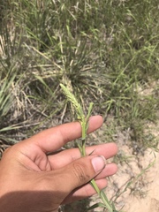 Oenothera glaucifolia