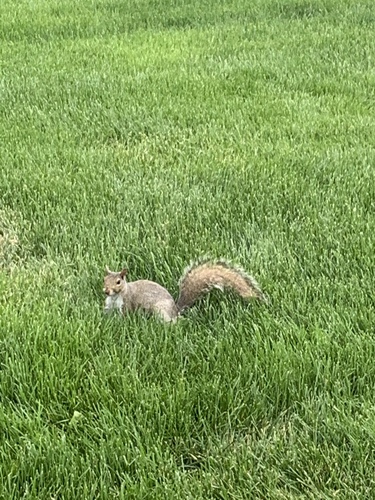 photo of Eastern Gray Squirrel (Sciurus carolinensis)