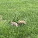 photo of Eastern Gray Squirrel (Sciurus carolinensis)