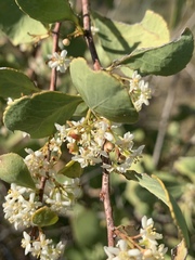 Gymnosporia glaucophylla
