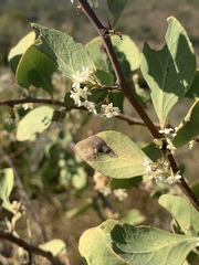 Gymnosporia glaucophylla
