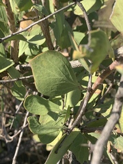 Gymnosporia glaucophylla
