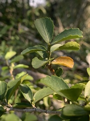 Suregada africana