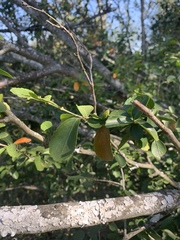 Suregada africana