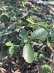 Suregada africana