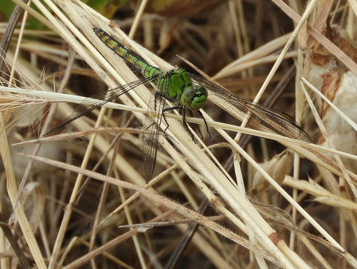 Western Pondhawk (Erythemis collocata), a species recorded in Oregon