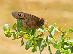 Cercyonis pegala boopis