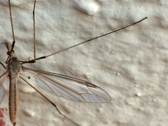 Tipulomorpha
