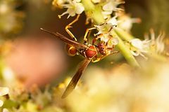 Polistes dorsalis dorsalis