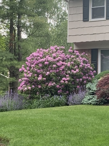 photo of Common Rhododendron (Rhododendron ponticum)