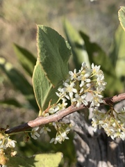 Gymnosporia glaucophylla