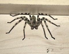 Eusparassus