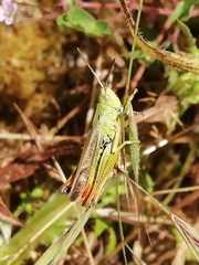 Chorthippus apicalis