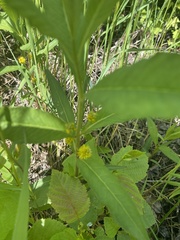 Lysimachia thyrsiflora