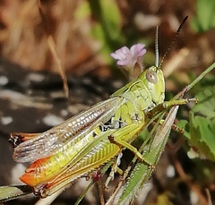 Chorthippus apicalis