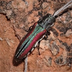 Agrilus pulchellus