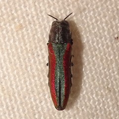 Agrilus pulchellus