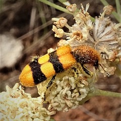Trichodes bibalteatus