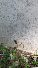 Pyrrhocoris apterus