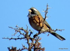 Saltatricula multicolor