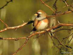 Saltatricula multicolor