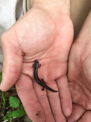 Plethodon hoffmani