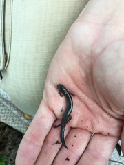 Plethodon hoffmani