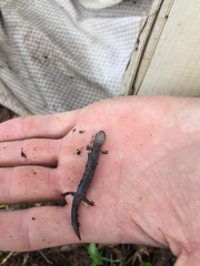 Plethodon hoffmani