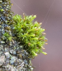 Ulota coarctata