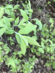Vaccinium myrtilloides image