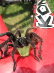 Dugesiella anitahoffmannae