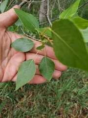 Populus × acuminata