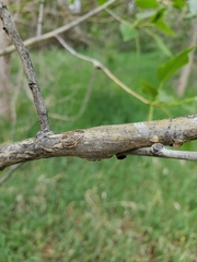 Populus × acuminata