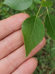 Populus × acuminata