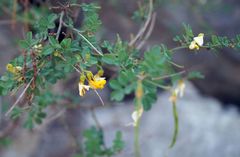 Hippocrepis emerus emeroides