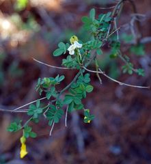 Hippocrepis emerus emeroides