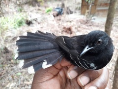 Cercomacra nigricans