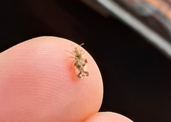 Corythucha juglandis