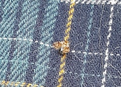 Corythucha juglandis