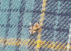 Corythucha juglandis