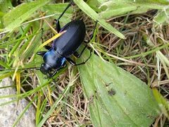 Carabus violaceus