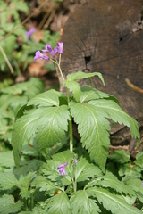 Cardamine glanduligera